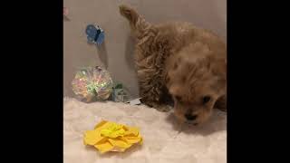 ハーフ犬の動画01