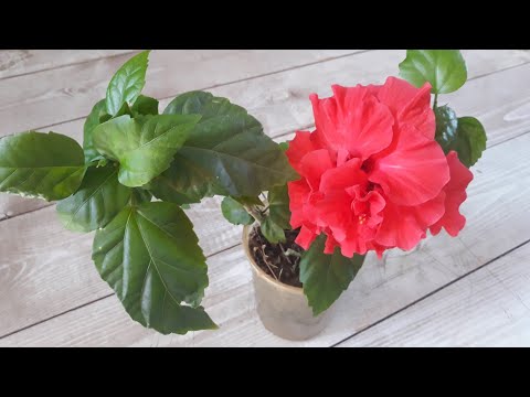 Комнатные цветы ЛЕТОМ!!!