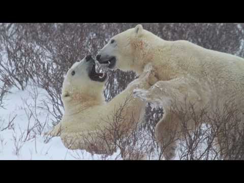Polar Bear Wrestlemania