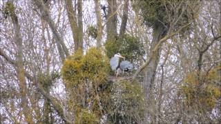 preview picture of video 'Hérons cendrés la nidification à la Chartre sur le Loir'