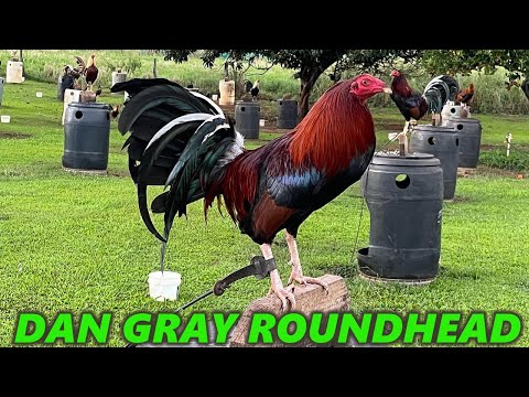 Dan Gray Roundhead KJ SHIMA FARM Beautiful Birds