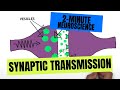 2-Minute Neuroscience: Synaptic Transmission