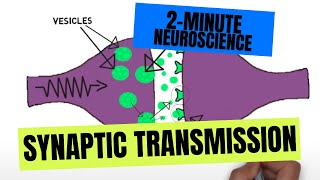 2-Minute Neuroscience: Synaptic Transmission