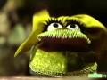 Classic Sesame Street Monsterpiece Theatre Taming Of The Shoe