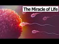 CONCEPTION TO FETUS | The Miracle of Life | Medical 3D Animation of Conception/Fertilization