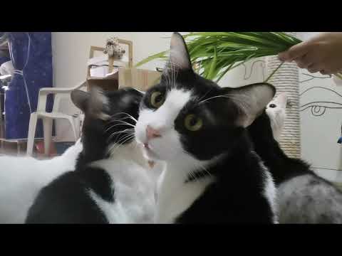 HOW TO TREAT CATS UPSET STOMACH NATURALLY || A DAY IN MY LIFE WITH CATS.