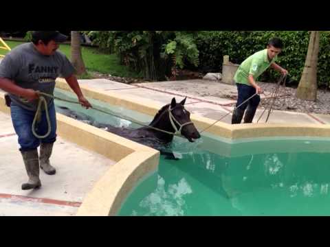 Caballo en piscina