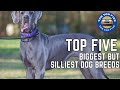 Giant Goofballs The Top 5 Biggest But Silliest Dog Breeds