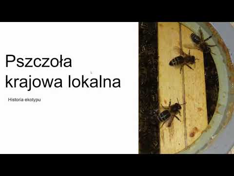 , title : 'Lokalna Pszczoła Krajowa - Michał Smyk'