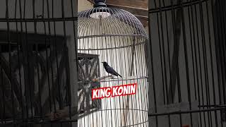 Download lagu King konin nembak #kolibrininja #konin #kingkonin #kicaumania mp3