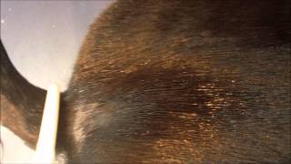 HolisticFamilyandPets.com How To Stop The Flea Cycle Naturally For Cats and Dogs