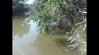 preview picture of video 'pescária  rio Bucaina, melhor do centro-oeste pega PACU na integra.'