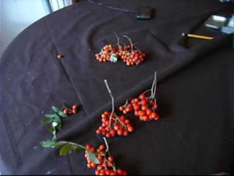 download lagu mp3 mp4 Can You Eat Rowan Berries, download lagu Can You Eat Rowan Berries gratis, unduh video klip Can You Eat Rowan Berries