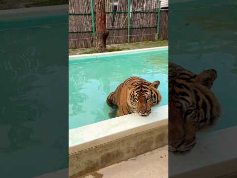 Kaplan yıkayacak kadar cesaretiniz varmı 😧 #tiger #tayland #phuket #kaplan #animal #asia