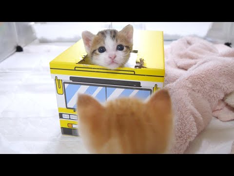 大好きな姉猫にかまってアピールしまくる子猫が可愛すぎた ( *´艸｀)♡ | TRILL【トリル】