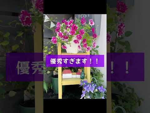 10月末までペチュニアの開花を促進して鑑賞するにはどうすればよいですか？  庭園