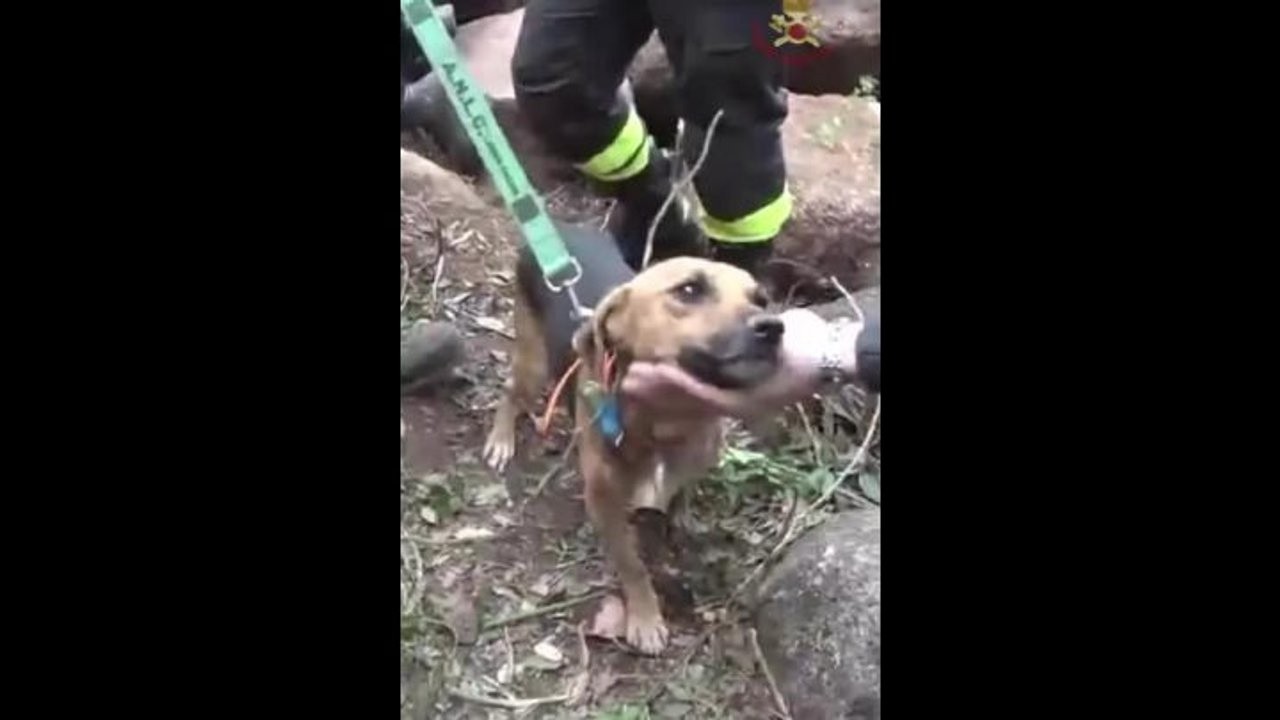 Vigili del Fuoco celebrano San Francesco con un video sui social in cui soccorrono animali