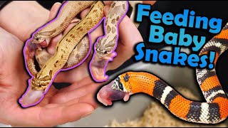 Feeding our Favorite Baby Snakes of 2022! (our holdbacks!) by Snake Discovery