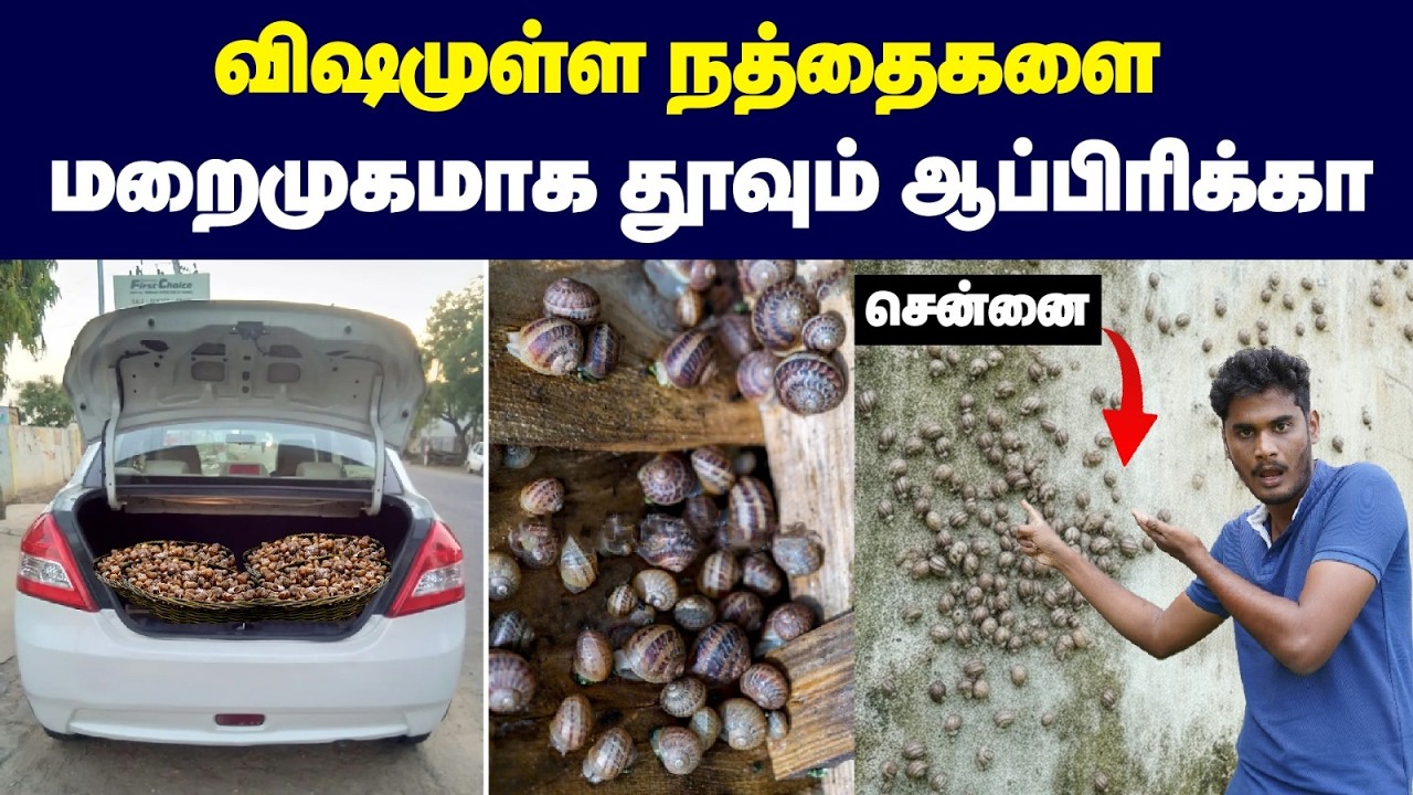 😱மூளை & முதுகு தண்டுவடத்தை பாதிக்குமா? | Giant African Snail problems in Ta