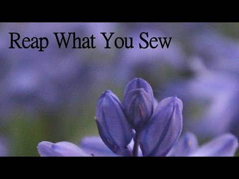 Cherophobia - Reap What You Sew