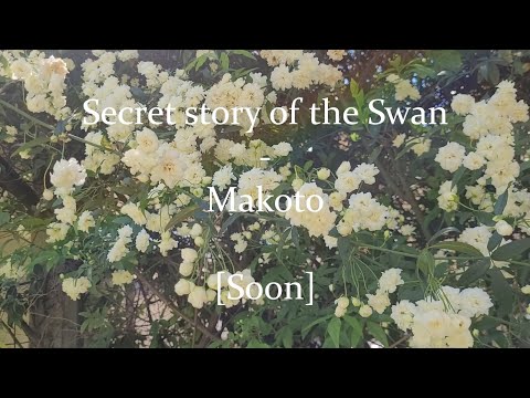 🌳Doki♥Para🌈 (ド木♥パラ) / Makoto solo song TRAILER