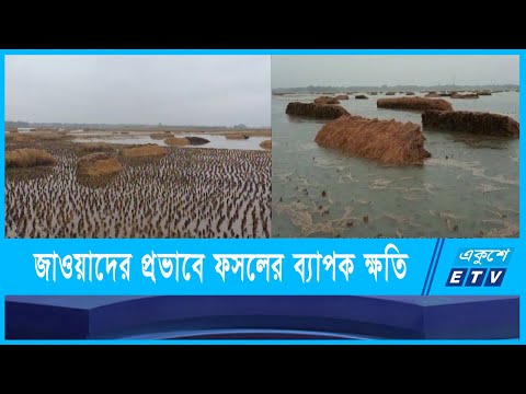 ঘুর্ণিঝড় জাওয়াদের প্রভাবে পাকা আমন ও রবি শস্যের ব্যাপক ক্ষতি