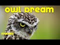 What does it mean to dream of owl. Never ignore dreaming of owl. surprising meaning