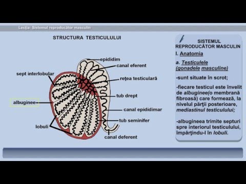 Uralasmosis prostatitis