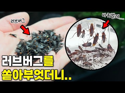 바퀴벌레 수백마리에게 러브버그를 부어봤습니다...생각보다 심각하네요??