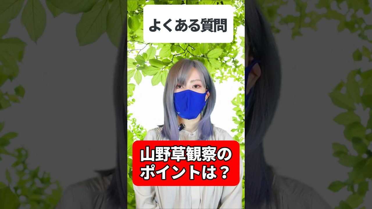 春の低山 山野草観察のポイント｜標高で変わる花の見どころ