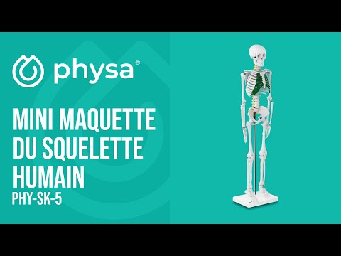 Vidéo - Mini maquette du squelette humain - 85 cm