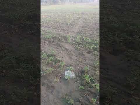 #hashtags  Very beautiful village life #hashtags #hashtags