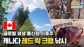 [글로벌생생통신원 지구는 지금🌏] 이효주의 캐나다 벨카라 공원 레드 락 크랩 낚시｜생물다양성｜개체수유지｜생물보호｜환경보호｜캐나다브이로그｜Red rock crab｜Crabbing