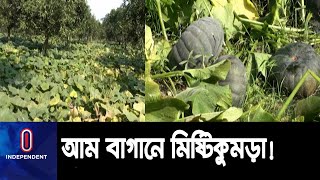 আম বাগানে মিষ্টি কুমড়া চাষ