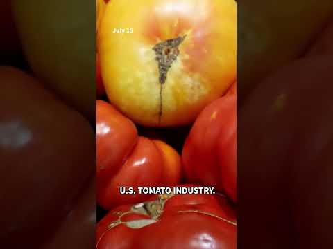Tariff on tomatoes from Mexico could raise prices 10%