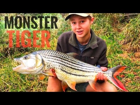Monster Tiger Fish caught on the Afrijig! (he caught his PB!)