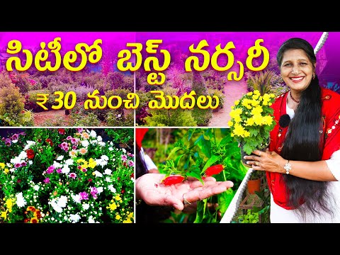 🔴Best Nursery in Hyderabad | ₹30 నుంచి మొదలు | Plant Varieties with Price