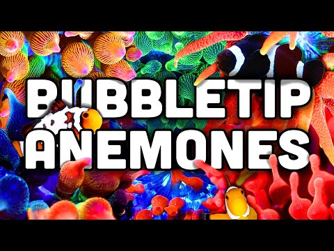 Sasanka bublinová (Entacmaea quadricolor) — video o chove a starostlivosti