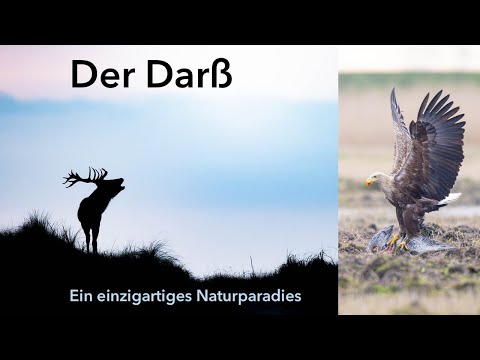 Der Darß - ein unglaubliches Naturparadies.