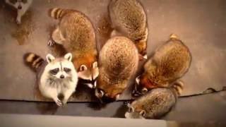 RACCOON RALLY - Raccoon (Salad Days Are Over)