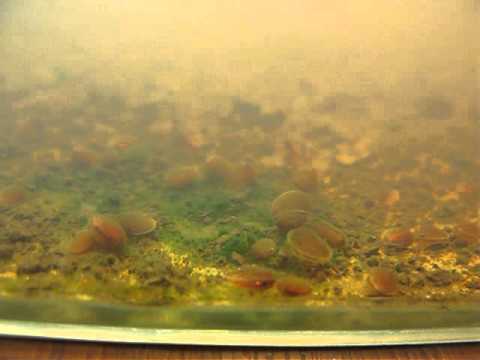 Cyzicus mexicanus (clam shrimp) - 4 weeks