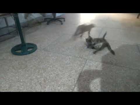 Zahida Abbasi.  Beauty Of. Nature   Cats.  Animal