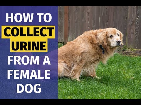 YouTube video about: How to get a urine sample from a female dog?