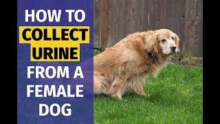 How to Collect a Urine Sample From a Female Dog | Animal Behavior College