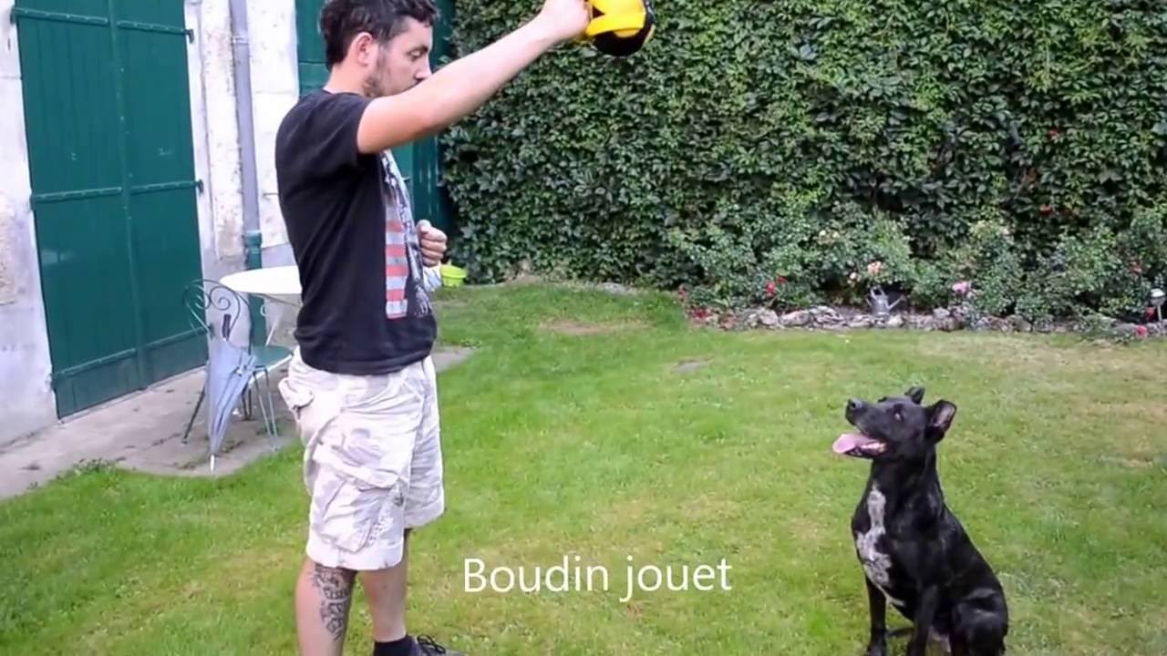Produits de marque ForDogTrainers pour l'entraînement du chien