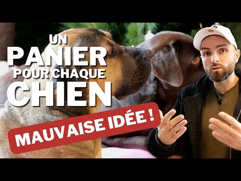 C'est la vraie question quand on a plusieurs chiens ! (ou un chat)