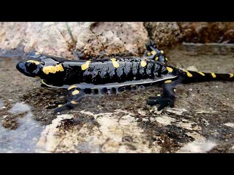 Gli anfibi del Parco Dolomiti Friulane - Marco Favalli