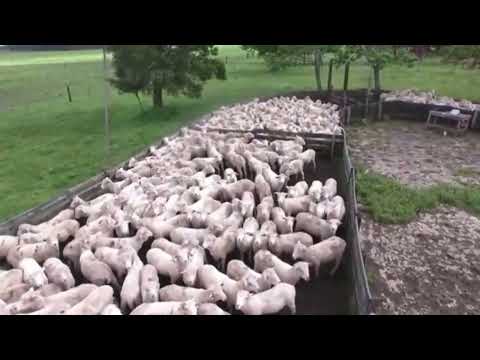 How to lransport millions cow goat sheep pig modern export technology by big cargo ship