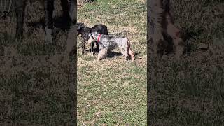 Video preview image #1 - Mix Puppy For Sale in Lenoir, NC, USA