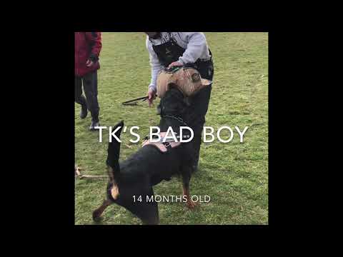 TK’S BAD BOY 14m